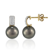 9K Tahitian Pearl Gold Earrings (TPC)