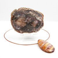 Accessory with Petrified Palm Wood